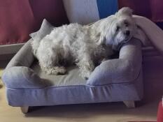 Hund som sitter på Omlet hundbädd med minnesskum och fyrkantiga träfötter