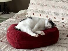Vår kattunge älskar sin nya säng Omlet!