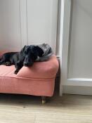Fantastisk säng - ser bra ut och vår hund har älskat den
