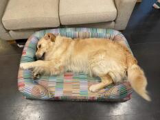 En Golden retriever som ligger i pawsteps elektriska bolsterhundsäng.