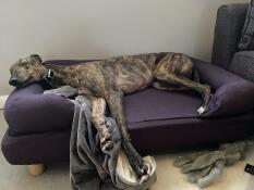 En hund som sover i sin blå säng