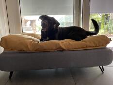 En glad brun hund i sin grå säng med gul sockentoppning