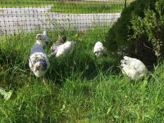 Svarta och vita små kycklingar i en trädgård bakom ett hönsstängsel
