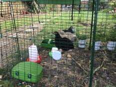 Mina tre pekin bantamfåglar på sin stång. de älskar den!