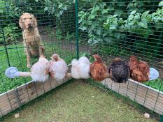 Hund tittar på kycklingar som sitter på Omlet universell kycklingstång i Omlet 