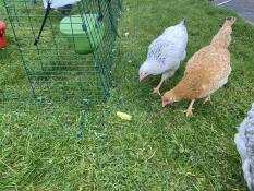 Kycklingar som inspekterar markförankringarna 