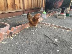 En kyckling i en trädgård med en hängande hack-leksaker