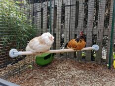 Höns på Omlet universell hönsställning i Omlet hönsgård