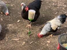 Höns som betar i en trädgård och äter majs från en Omlet peck leksak.