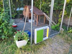 Automatisk dörr för fjäderfähus
