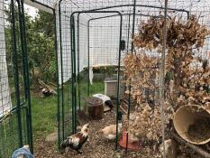 Kycklingar i ett utrymme, åtskilda av en skiljevägg