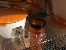 En hamster som klättrar ut ur ett litet hus i Qute hamsterburen