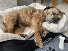 Terrier sover på stor grå och krämfärgad supermjuk hundfilt från Omlet.