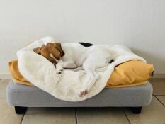 En liten hund som sover fridfullt på sitt fårskinn och sina bönsäckar på en grå säng