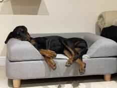 En hund som sover på sin grå säng med en kudde