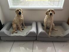 Två hundar sitter sida vid sida, var och en på en stor grå säng med en kudde