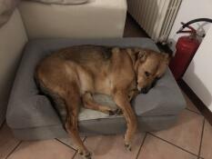 Hund som ligger på Omlet Topology hundbädd med bolster sängöverdrag