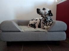 En hund på sin grå säng med en kudde