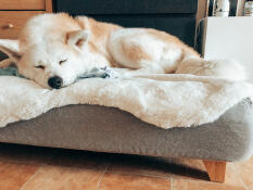 Hund sover på Topology hundbädd med fårskinnsöverdrag