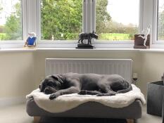 En hund som sover i sin grå säng med en fårskinnsfilt