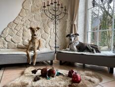Våra hundar linus och marley var genast förtjusta i sängarna. de är av hög kvalitet och ger våra stora hundar tillräckligt med utrymme för att vila efter promenaderna. mycket dekorativa Luxusbeds!