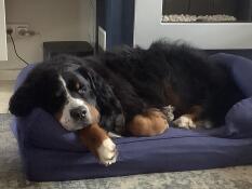 En stor svart och fluffig hund som sover i sin blå säng