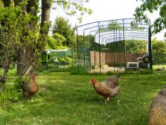 Omlet Eglu Cube stort hönshus med löpning och Omlet löpning för höns