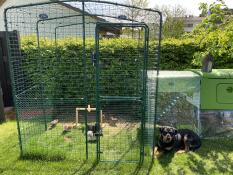 Höns och Eglu Cube stort hönshus med löpning och Omlet gång i hönsgård