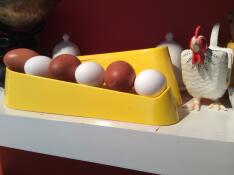 Alternativa appenzeller- och welsommarägg!