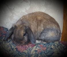 Colt en Holland Lop Buck