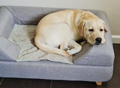 En hund som vilar på sin grå säng med en kudde