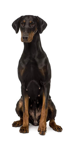 En vacker dobermann pinscher-hona som sitter högt