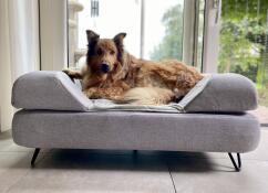 En stor brun hund som njuter av sin gråa säng med kudde