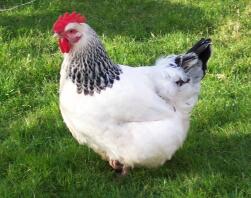 Lätt Sussex kyckling