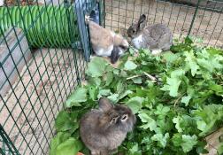 Tre kaniner som använder sin gröna tunnel från sitt bur