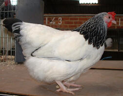 Kyckling som poserar för kameran