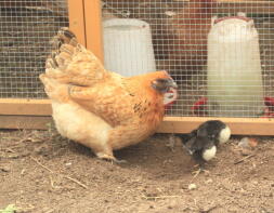 Bantam höna med tre Australorps kycklingar