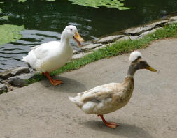 Crested Duck offentligt parkerar i Sacramento, Kalifornien.