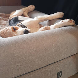 Hund sover i Omlet hundbädd