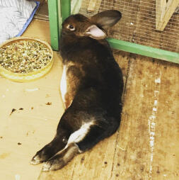 En kanin som slappnar av utomhus.
