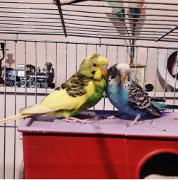 Mina barn. Budgie❤ CoCo & Rain