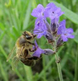 Honungsbi på lavendel