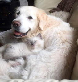Bailey tar hand om den senaste kattungen