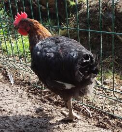 Maran Black Copper Cockerel 12 veckor gammal