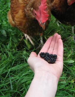 Hen frestas av björnbär i handen