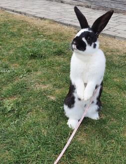 En kanin som står på bakbenen.