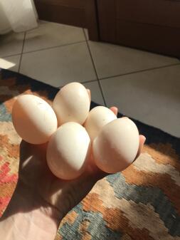5 ägg hålls i handen