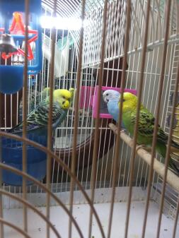 Dessa är mina söta små parakiter! Kiwi, ros (pojke) och blå barrie