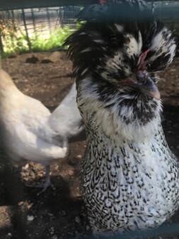 Coco the White Sussex X Polish Bantam höna