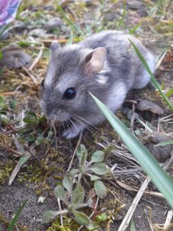 En liten hamster i en trädgård med brun och ljusgrå päls